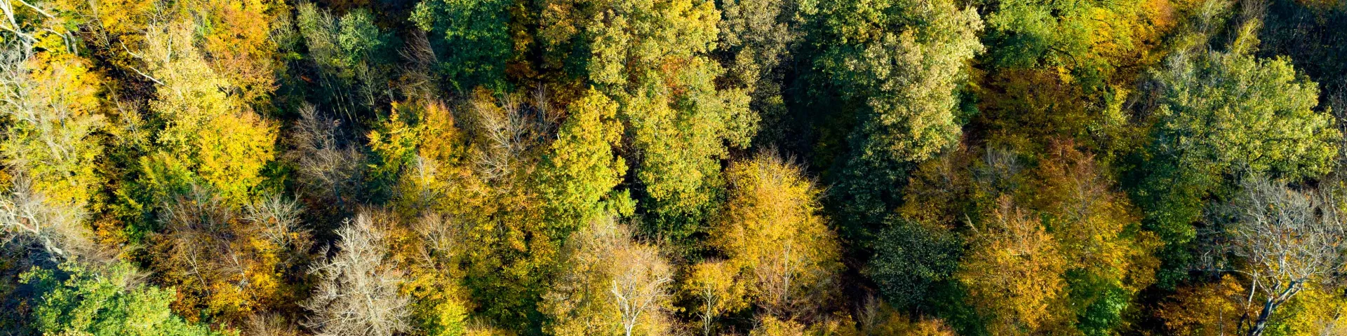 les