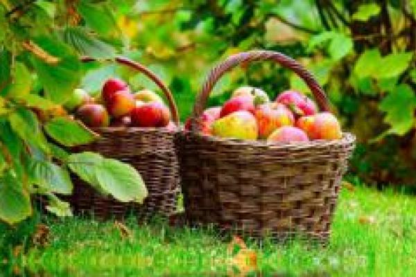 cont_farm_bg-680x360_0.jpg