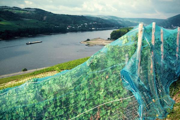 Rhine, the Rheingau vineyards, CAP